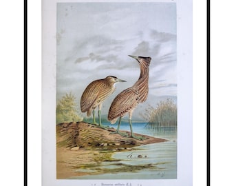 Impresión grande de avetoro común de 1897. Arte mural vintage de aves. Ilustración ornitológica antigua. Decoración para el hogar.