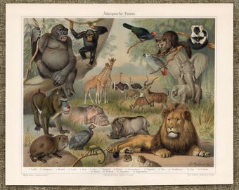 Original 1903 Safari Print Antique African Animals Chromolithograph Wildlife Jungle Lion Elephant Home Decor Nursery Wall Hanging Gift Art