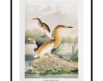 Impresión grande de garza cangrejera de 1897. Arte vintage de aves. Decoración de pared ornitológica. Regalo para amantes de las aves. Obra de arte para el hogar.
