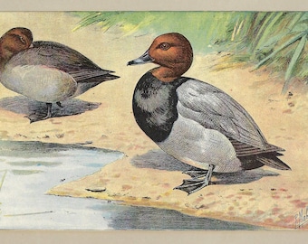 1907 GREATER SCAUP DUCKS Print Vintage Birds Print Waterfowl Birds Print Ducks Wall Decor Game Birds Gift Print Lodge Decor Bird Lover Print