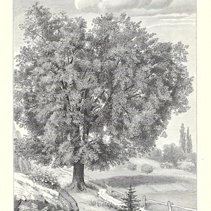 1903 Antique Print of ELM TREE Vintage Botanical Lithograph for Gift Botanic Wall Art Gardening Home Decor Fruits and Leaves