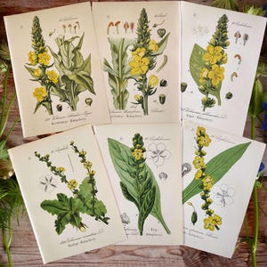 1884 SET of 6 Botanical Prints Antique Flower Wall Decor Vintage Botany Wall Art Floral Artwork Wildflower Home Decor Floral Gallery Prints
