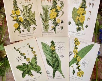 1884 SET of 6 Botanical Prints Antique Flower Wall Decor Vintage Botany Wall Art Floral Artwork Wildflower Home Decor Floral Gallery Prints