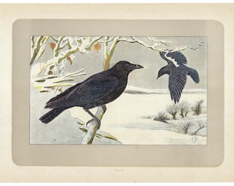 1907 BLACK CROW, Corvus corone, bird print, bird lithograph, wall art, bird decor, corvid, over 115 years old