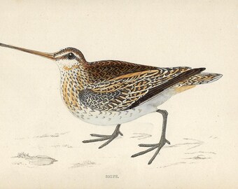 1862 Common Snipe Vintage Bird Print Authentic 1800s Shorebird Wall Art British Ornithology Gift Rustic Home Wall Decor