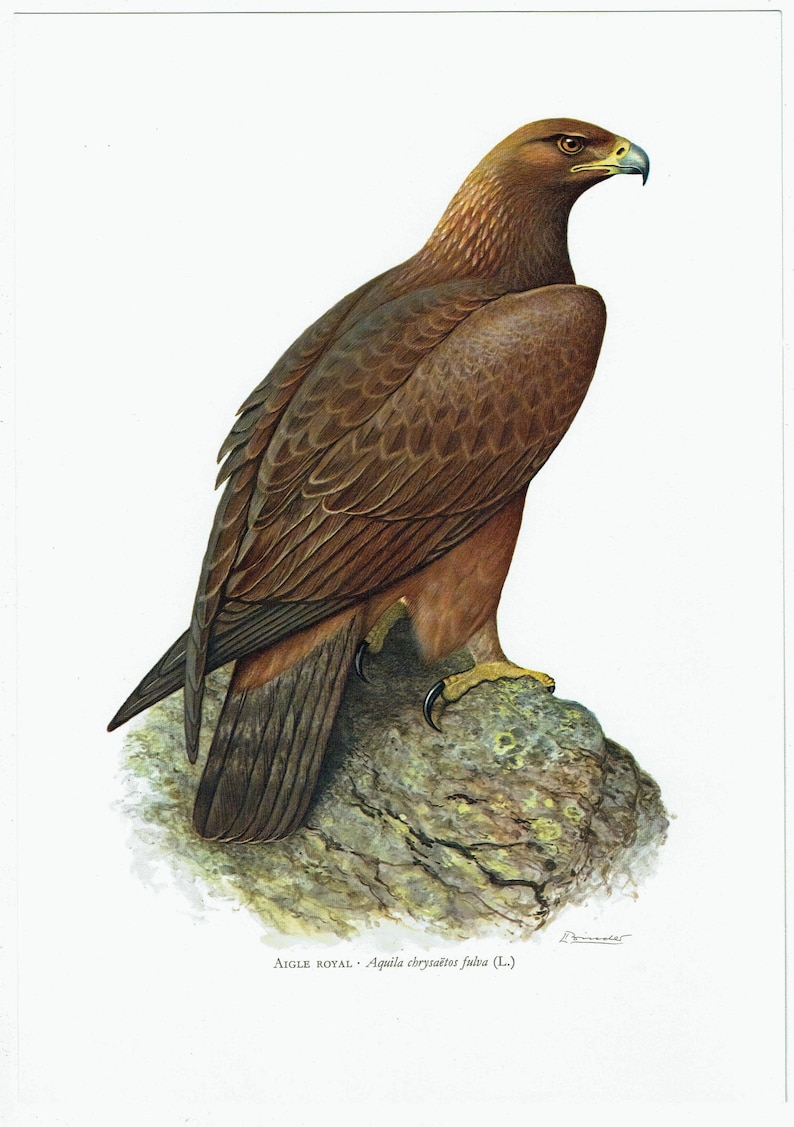 1960 Golden Eagle Print Vintage Eagle Wall Art Birding Decor Bird of ...