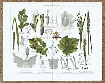Estampe originale de 1903 sur les maladies des plantes, illustration vintage de pathologie botanique, affiche de champignons, curiosités, style Dark Academia, décoration murale de jardin