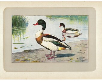 1907年 - アヒルアンティークプリント水鳥リトグラフ鳥愛好家ホーム