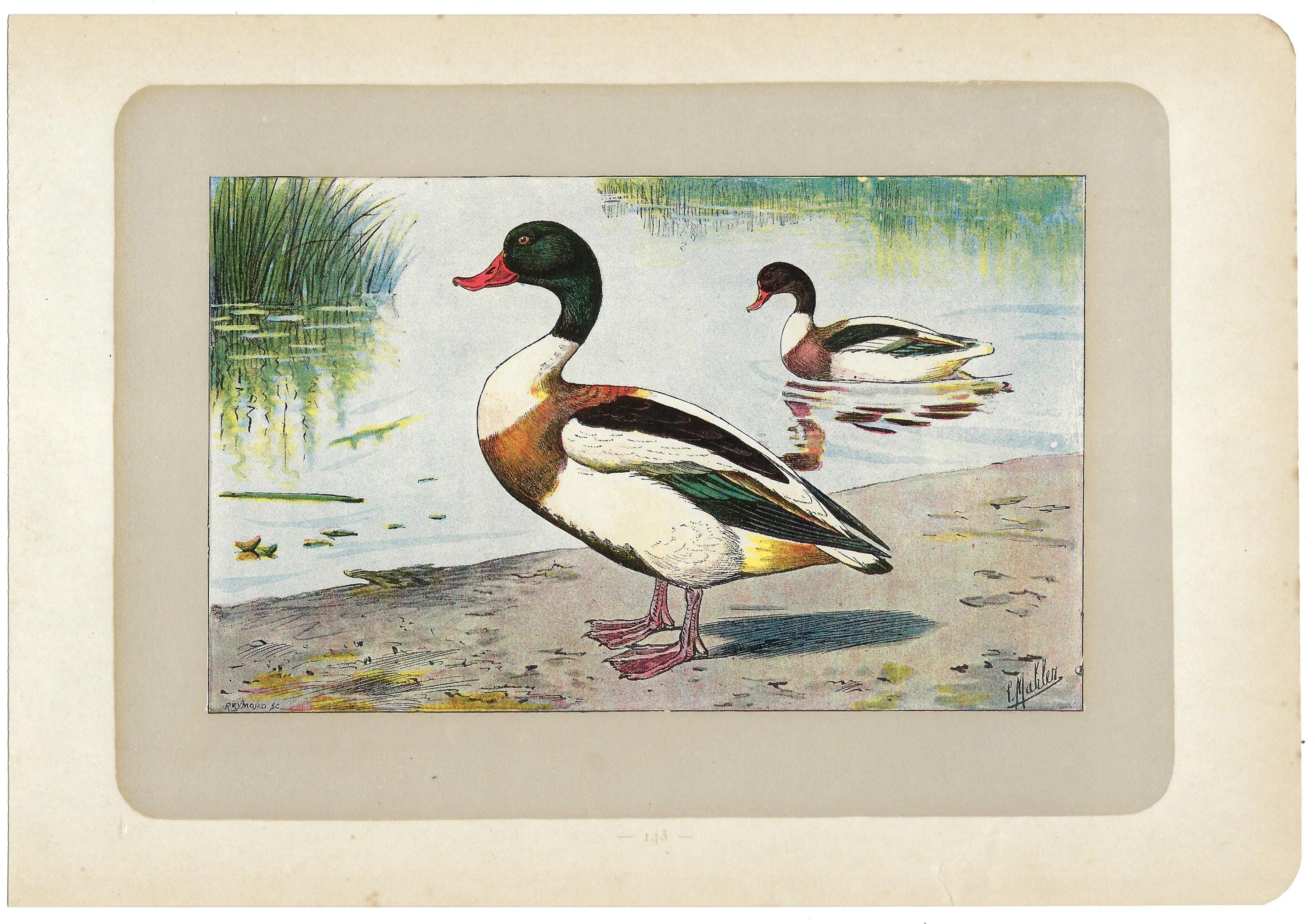 アンティーク　フレーム 鳥の絵画　リトグラフ アンティーク フレーム 鳥の絵画 リトグラフ