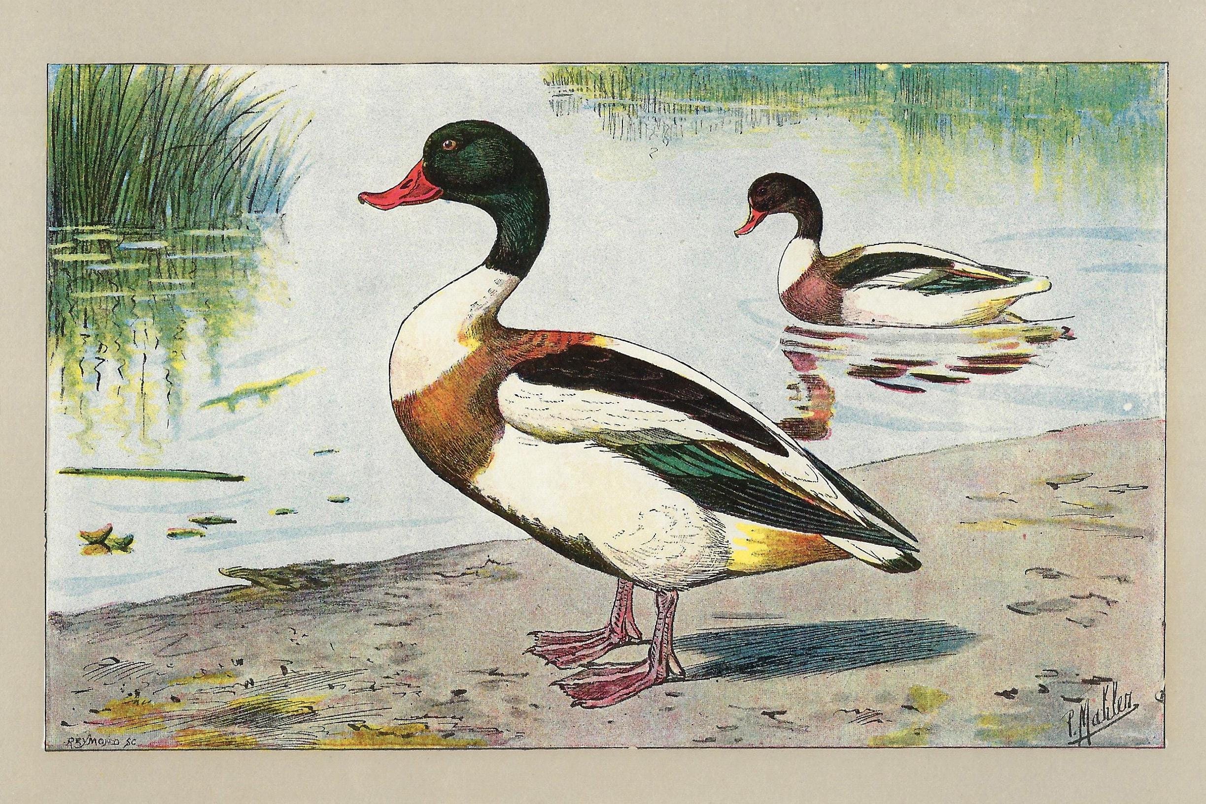 1907年 - アヒルアンティークプリント水鳥リトグラフ鳥愛好家ホーム