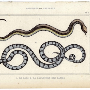 1836 - Antique Viper Print Vintage Snake Wall Art Hand Colored Reptile Print Antique Snake Print Gift for Dad Natural History Lacepede
