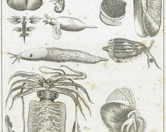 1828 Antique Underwater Life Print Sea Life Engraving Vintage Ocean Life Print Cuttlefish Wall Art Mollusks Marine Animal Engraving