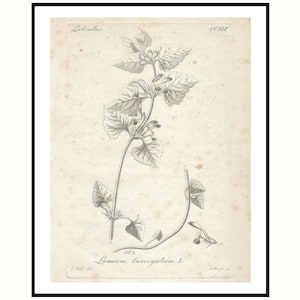Lámina antigua original de 1825, arte mural botánico rústico, regalo para el hogar, ideal para naturalistas, amantes de la naturaleza, la cocina o el pasillo, o coleccionistas de flores.