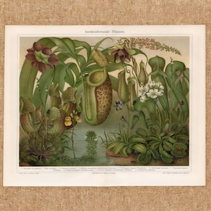 Lithographie ancienne de 1903 représentant des plantes carnivores, une dionée, une sarracénie et une droséra. Décoration murale botanique vintage.