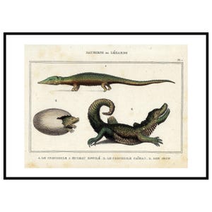 1836 - Antique Crocodile Print Vintage Crocodile Engraving Antique Caiman Wall Art French Hand Colored Print Natural History Gift Print