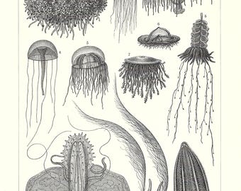 1903 Vintage Jellyfish Print Antique Marine Life Wall Art Exotic Sea Life Poster Ocean Life Lover Print Marine Artwork Home Decor