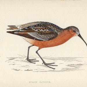 1862 Curlew Sandpiper Shorebird Print Antique Bird Art Rustic Lodge Wall Art Ornithology Artwork Bird Lover Collectible Print