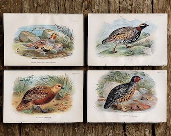 1896 Antique Game Bird Prints Set Vintage Hunting Decor Gift for Hunters Rustic Lodge Wall Art Partridge Quail Francolin Grouse
