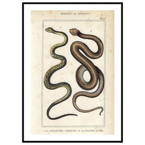 Antieke reptielenprint uit 1836, wanddecoratie met slangenmotief, vintage reptielenliefhebber wanddecoratie uit de 19e eeuw, herpetologieprint.