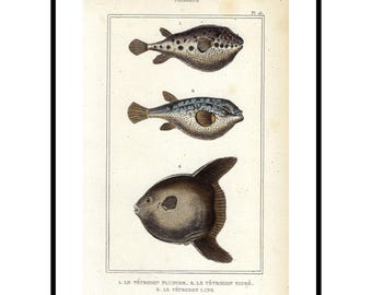 1836 Antike Kugelfische Druck Meeresleben Kunstwerk Handgefärbte Angeln Geschenk Coastal Home Wanddekor Lacépède Naturgeschichte Platte