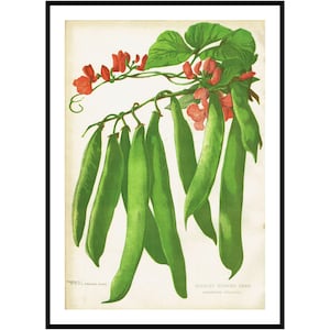 1900 Bean Print Antique Botanical Print Rustic Kitchen Wall Decor Country Farmhouse Art Vegetable Gift for Farmhouse or Lodge