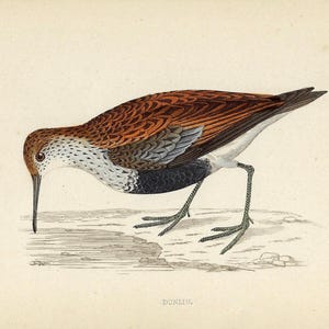 1862 Dunlin Bird Print Antique Shorebird Artwork Vintage Bird Wall Decor for Entryway or Gift Idea for a Bird Lover or Coastal Birdwatcher