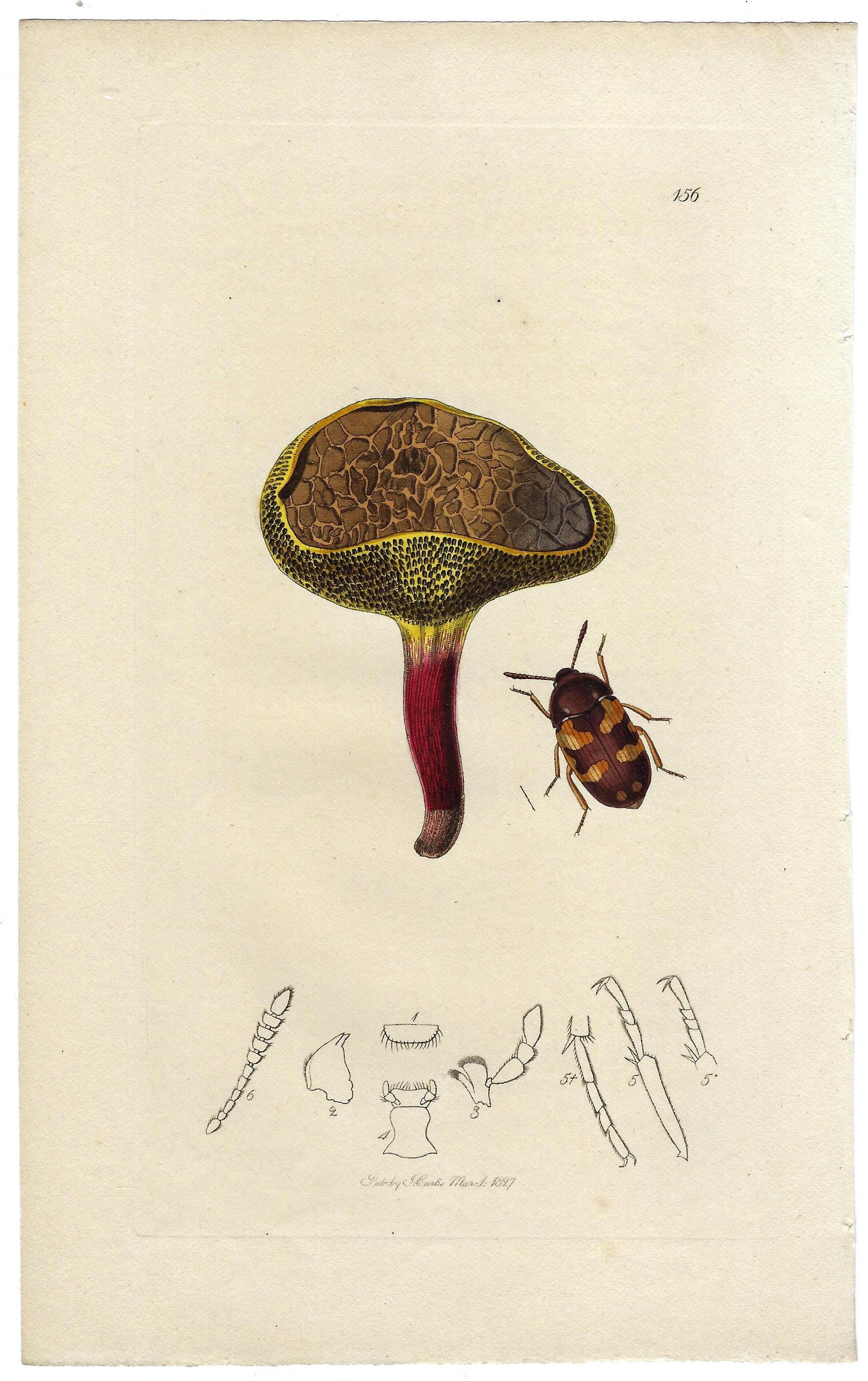 1827年アンティークのカブトムシとキノコのプリント、オリジナル植物
