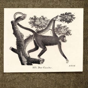 Originaler Druck von 1833, viktorianische Lithografie eines Klammeraffen, Amazonas-Primaten-Zoologie, Wandkunst, tropische Regenwalddekoration, Heimdekoration