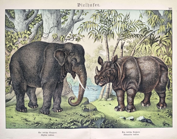 1886 Antique Elephant Print Vintage Rhinoceros Wall Art Rhino