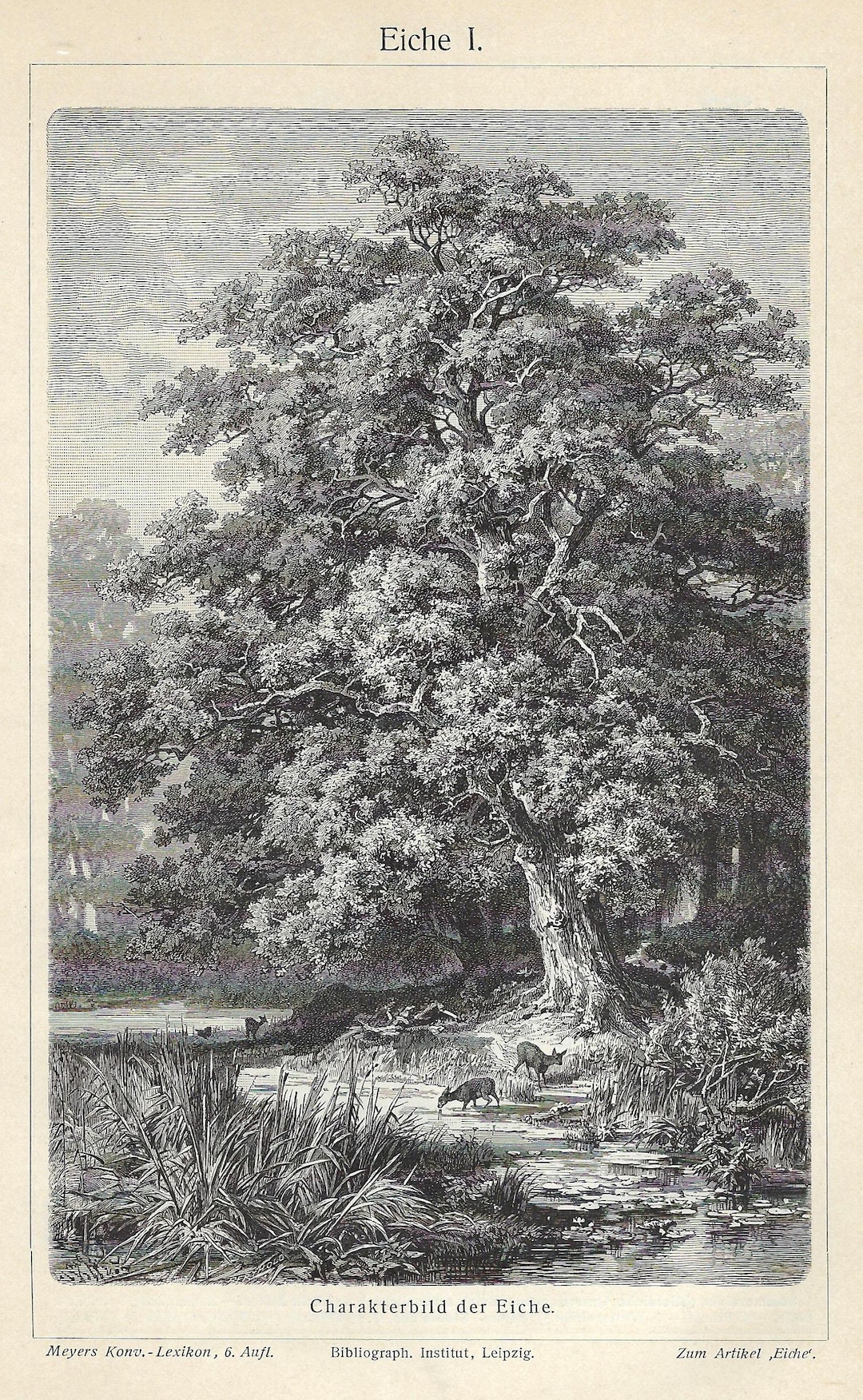1903 Antique Lithograph of Oak Trees Vintage Botanical Wall Art ...