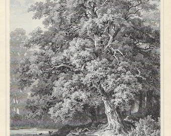1903 Antique Lithograph of Oak Trees Vintage Botanical Wall Art, Quercus Leaves and Acorns, Forest Landscape Gallery Wall