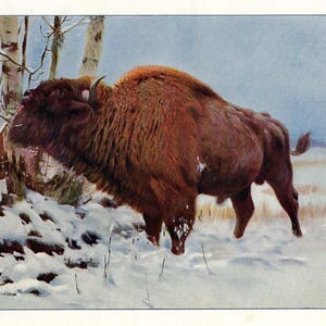 BISONTE EUROPEO Stampa antica del 1901 Stampa BUFFALO Friedrich Wilhelm Kuhnert Litografia a colori Decorazione vintage Arte della fauna selvatica Regalo Bos Bonasus