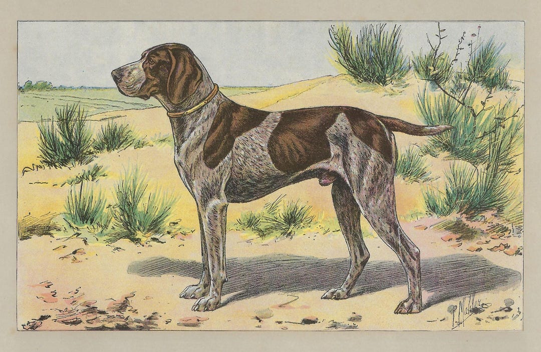 1907 Vintage Pointer Print German Shorthaired Hunting Dog Art Antique ...