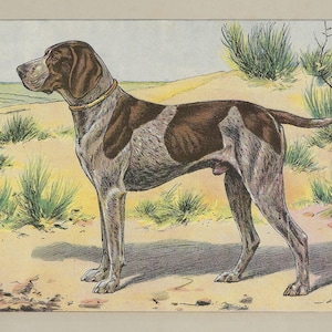 1907 GERMAN SHORTHAIRED POINTER Print Vintage Bird Dog Print Hunting Dog Wall Art Antique Pointer Artwork Dog Lover Gift Home Decor