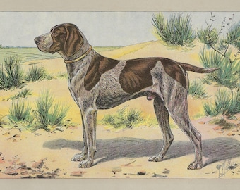 1907 GERMAN SHORTHAIRED POINTER Print Vintage Bird Dog Print Hunting Dog Wall Art Antique Pointer Artwork Dog Lover Gift Home Decor
