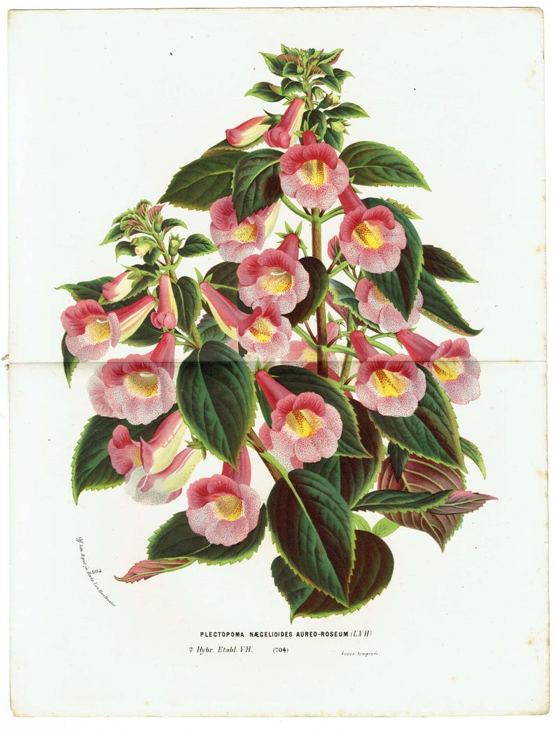 1867 Vintage Botanical Print Antique Flowers Print Gardening Wall Art ...
