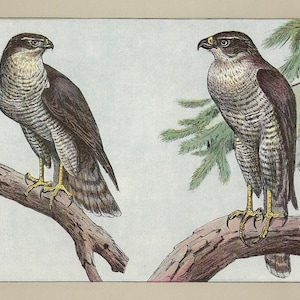 1907 Vintage GOSHAWK Print Falconry Wall Art Vintage Bird Print Old Bird Of Prey Wall Decor Falconer Print Hawking Poster Gift for Falconer