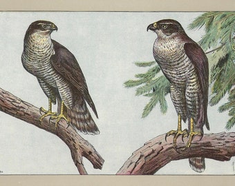 Lámina vintage de 1907 de GOSHAWK, arte mural de cetrería, lámina vintage de aves rapaces, decoración mural, lámina de cetrero, póster de cetrería, regalo para cetrero.