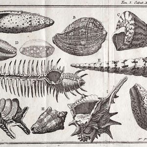 Puede incluir: Una ilustración en blanco y negro de varias conchas marinas, incluyendo una concha cónica, una concha de almeja y una concha espiral. La ilustración está etiquetada con las letras A a K.
