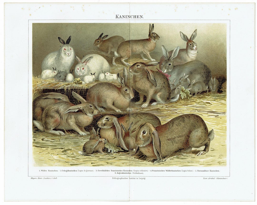 Classic Rabbit Picture 1893 Antique Lithograph of Rabbits Vintage Animal Wall Art, Bunny ...