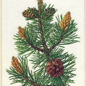 1958 PINO NANO DI MONTAGNA Stampa artistica botanica Stampa artistica di pino Stampa botanica Decorazione d'epoca per la casa Arte vittoriana Poster botanico Foglie Arte murale