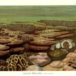 1903 Antique REEF CORAL print Vintage Sea Life Wall Art Ocean Print Marine Artwork Sea Life Home Decor Ocean Gift Print Beach Artwork