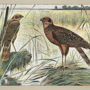 1907 WESTERN MARSH-HARRIER print Falconry Wall Art Vintage Bird Print Old Bird Of Prey Artwork Falconer Print Hawking Poster Falconer Gift