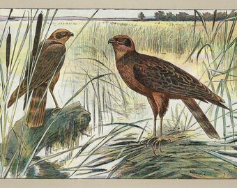1907 WESTERN MARSH-HARRIER print Falconry Wall Art Vintage Bird Print Old Bird Of Prey Artwork Falconer Print Hawking Poster Falconer Gift