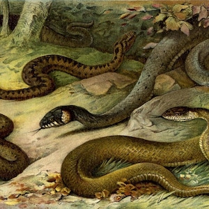 1903 Vintage Print of VENOMOUS SNAKES Antique VIPERS Lithograph Reptiles Wall Art Wildlife Lovers Gift 122 Years Old Print