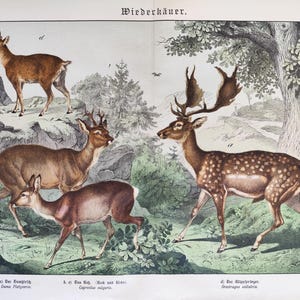 1886 Antica stampa di daino Vintage Wildlife Art Caccia al capriolo Stampa Cabin Gift Grande storia naturale Arte murale Decorazione per la casa Fauna selvatica