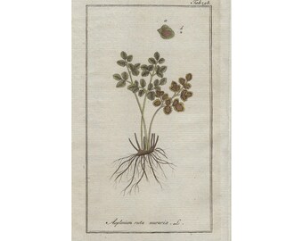 1796 ASPLENIUM RUTA MURARIA, helecho - grabado botánico original, arte de pared, impresión antigua del siglo 18, coloreado a mano