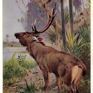 Stampa d'epoca di cervo Sambar del 1901, stampa antica di cervo, illustrazione di animali d'epoca, vecchia stampa di fauna selvatica, decorazione di un rifugio di caccia, arte murale Sambar, cabina