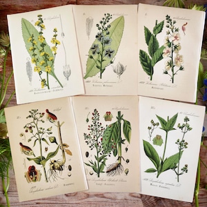 1884 SET of 6 Botanical Prints Vintage Floral Prints Gardening Artwork Wildflower Home Decor Floral Gallery Wall Decor