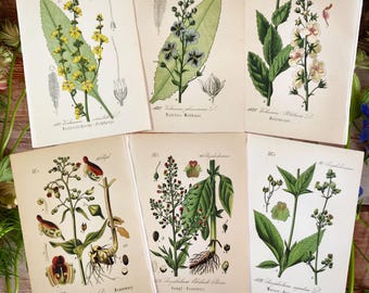 植物画 植物ポスター 6 花セット、植物画 野花、花の壁アート